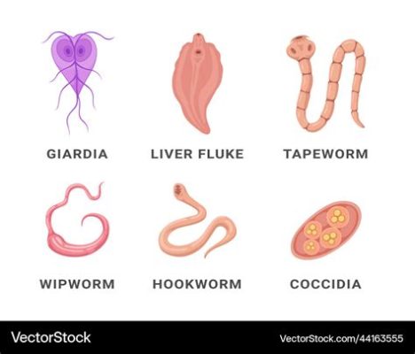   Atriocephalus: Un Parassita Intestinale con un Gusto per i Pesci!