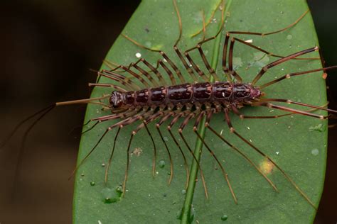 Centpede: Scoprite le meraviglie di un insetto con mille zampe che si muove tra i detriti della foresta!