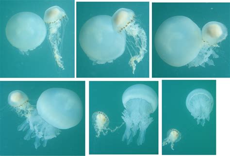 Jumping Jellyfish: An Exploration into the World of These Tiny Transparent Predators!