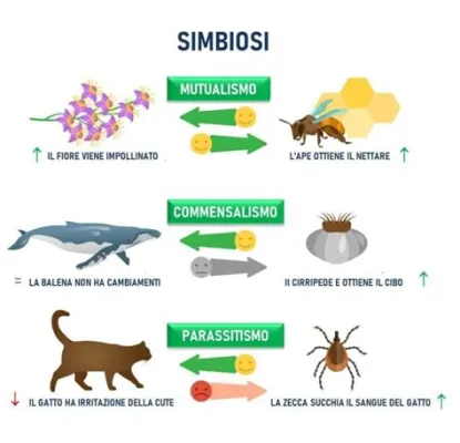  Urocorda: Un Animale Sessile che Provoca una Simbiosi Con la Luce!