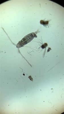 Zoöplankton: Un piccolo verme che si muove con eleganza su superfici marine!